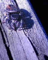 Johnson Jumper Spider