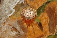 Lattice Orbweaver, Araneus thaddeus