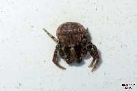 Leaflitter Spider