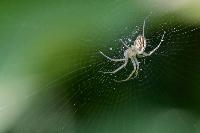 Lined Orbweaver