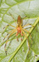 Magnolia Green Jumper
