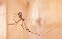Marbled Cellar Spider