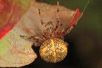 Marbled Orbweaver