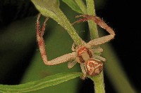 Northern Crab Spider