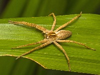 Nursery Web Spider
