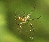 Orchard Orb Weaver