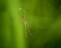 Silver Longjawed Orbweaver