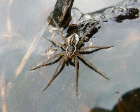 Sixspotted Fishing Spider