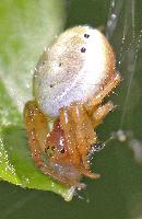 Sixspotted Orbweaver