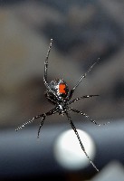 Southern Black Widow