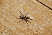 Spider Parson