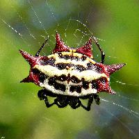 Spinybacked Spider