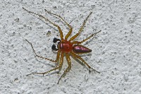 Striped Lynx Spider