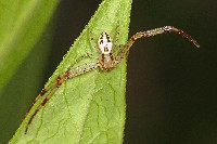 Swift Crab Spider