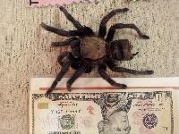 Texas Brown Tarantula
