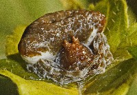 Toadlike Bolas Spider