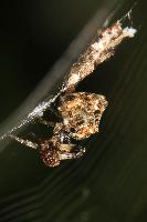 Trashline Orbweaver