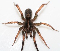 Trochosa Spider