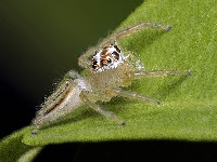 Two Striped Jumper