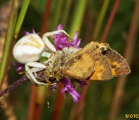 Whitebanded Crab Spider