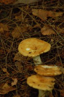 Almond Scented Russula