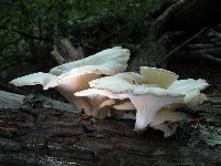 Angel Wings
