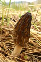 Black Morel