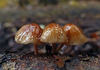 Bleeding Mycena