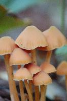 Bleeding Mycena
