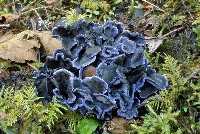 Blue Chanterelle