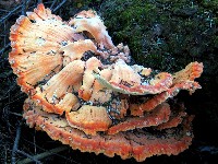 Chicken mushroom