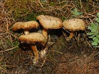Collybia