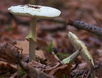 Death Cap
