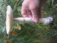 Death Cap