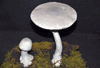 Destroying Angel