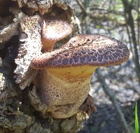 Dryads Saddle