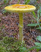 Frost's Amanita