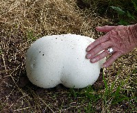 Giant Puffball