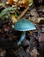 Green Stropharia