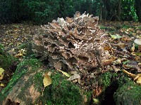 Hen Of The Woods