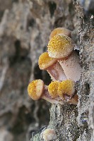 Honey Mushroom