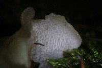 Jelly Tooth