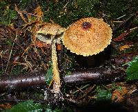 Lepiota