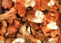 Lobster Mushroom