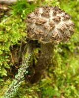 Old Man Of The Woods
