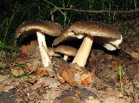 Platterful Mushroom