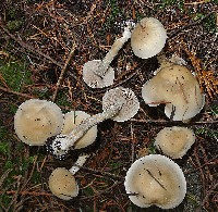 Poison Pie Mushroom