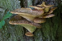 Polyporus Squamosus