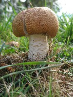 Prince Mushroom
