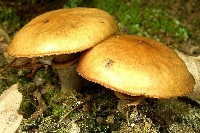 Slippery Jack